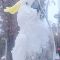 کاکادو و کاسکو دم قرمز