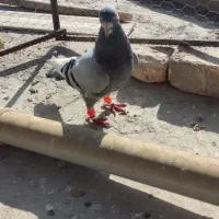 نر زرد نر دم نقره ای|پرنده|کرمان, |دیوار