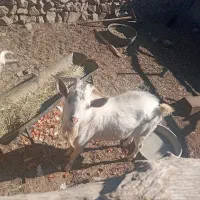 چبش سانی اصل هست