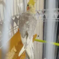 عروس هلندی