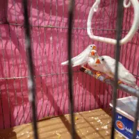 ۵تا فنچ یجفتش تخم کرده|پرنده|قرچک, شهرک طلائیه|دیوار