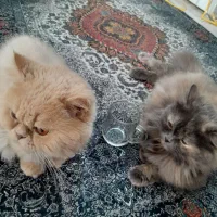 گربه پرشین نر و فروش ماده هر دو با هم تکی نیست