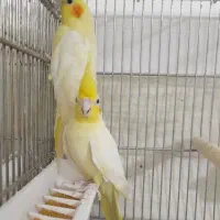 سه جفت عروس هلندی مولد|پرنده|کنگاور, |دیوار