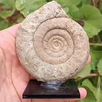 فسیل آمونیت فوق‌العاده زیبا و کلکسیونی