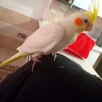 جوجه عروس هلندی یکماه