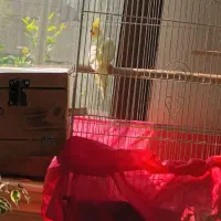 یه عدد عروس هلندی نر بالغ لوتینو زعفرانی|پرنده|لنگرود, |دیوار