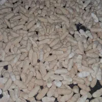 کره گاوه قروت غره قورت|خوردنی و آشامیدنی|سده (خراسان جنوبی), |دیوار