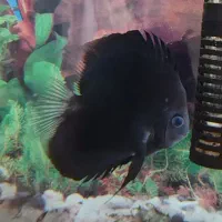 ماهی آکواریومی دیسکس