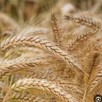 جو بذری ارشق با بالاترین کیفیت