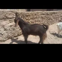 بزغاله نرپارسالی فروشی