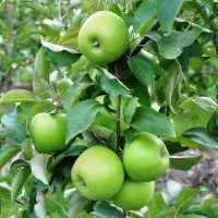 نهالستان ارقام متنوع میوه و گردو های پربار پالیز|خدمات باغبانی و درختکاری|نمین, |دیوار