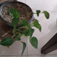 دو عدد گلدون پتوس
