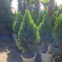 نهال وگل وگیاه|خدمات باغبانی و درختکاری|مشهد, یاغون آباد|دیوار