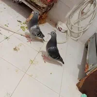 جوجه هیچ پر|پرنده|اهواز, طالقانی|دیوار