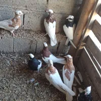 طوقی|پرنده|چهاربرج, |دیوار