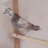 کبوتر نره شکار