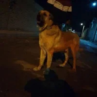 پژدر