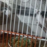 عروس مولد|پرنده|گنبد کاووس, |دیوار