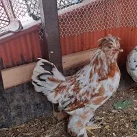 خروس نژاد سلطان  حدودی ۱۰ ماهه