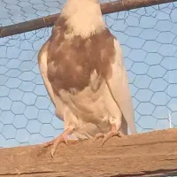 کبوتر طوقی|پرنده|مبارکه, |دیوار