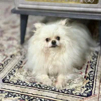 پامرانین خرسی|سگ|یزد, |دیوار