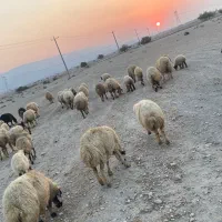 میش داشتی