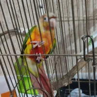 طوطی گرینچیک|پرنده|سنندج, |دیوار