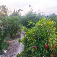 باغ شهری شیراز۱۲۵۰ متر مربع شیراز