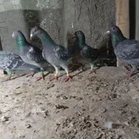 15تا ماده پلاکی 5نر