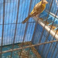 قناری ماده|پرنده|خمینی‌شهر, |دیوار