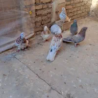 5عددسرور یک سبزجم دونه ای1000000تومان|پرنده|میانه, |دیوار