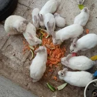 فروش خرگوش