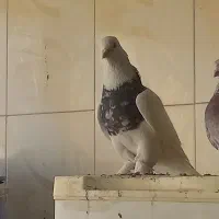 طوقی سرور|پرنده|قم, دورشهر|دیوار