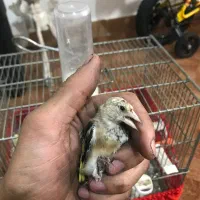 سهره خاص|پرنده|تبریز, |دیوار