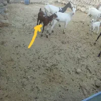 کهره ماده چاق|حیوانات مزرعه|بندرعباس, |دیوار