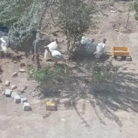 بوقلمون گوشتی اورگانیک اماده کشتار همراه قصاب