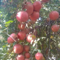 فروش انار درجه یک صادراتی منطقه شاپور کازرون|حراج|کازرون, |دیوار