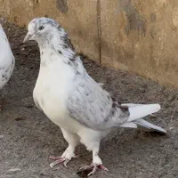 کبوتر بعدازظهری