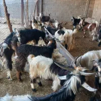 کهره نر|حیوانات مزرعه|بندر گناوه, |دیوار