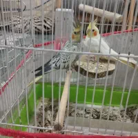 عروس هلندی|پرنده|شیراز, کوشک میدان|دیوار