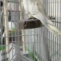 در صورت پیدا کردن عروس هلندی زنگ بزنید|حیوانات|ایذه, |دیوار