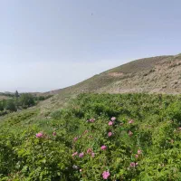 گل محمدی خاردار و غنچه