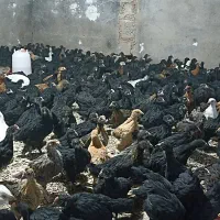 فروش جوجه مرغ و خروس محلی 45روزه