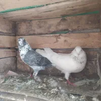 کبوتر غریبگیری|پرنده|سورک, |دیوار