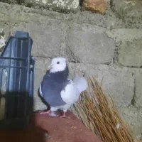 کبوتر