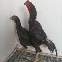 مرغ و خروس اوشامو آلمانی
