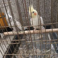 یک جفت عروس هلندی رنگ خاص