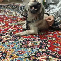 واگذاری سگ مودب و دست آموز