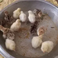جوجه بقلمون یک روزه