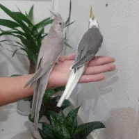 عروس هلندی|پرنده|خوانسار, |دیوار